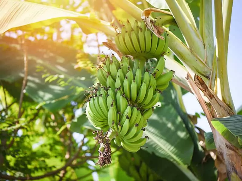 Interesting Banana Varieties