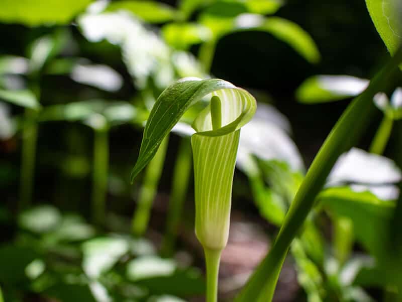 Jack Pulpit Flower