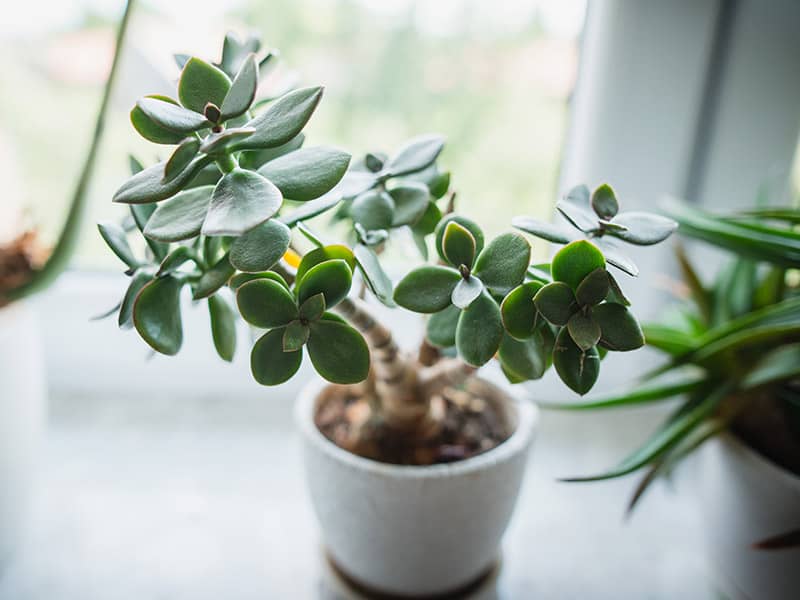 Jade Plant