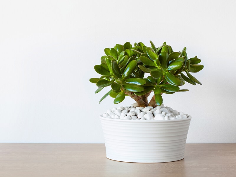 Jade Plant