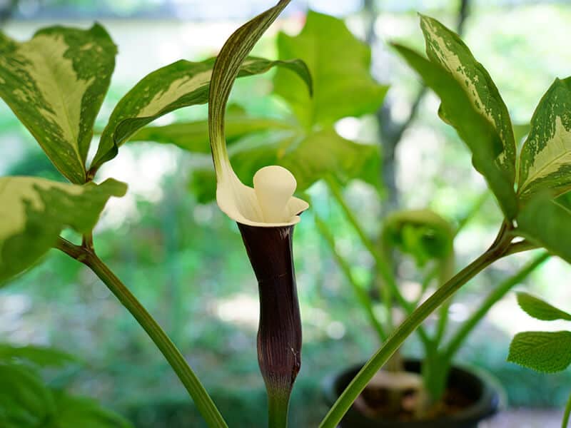 Japanese Arisaema