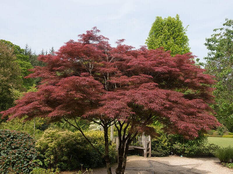  Japanese Maple Tree