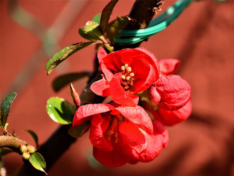 Japanese Quince