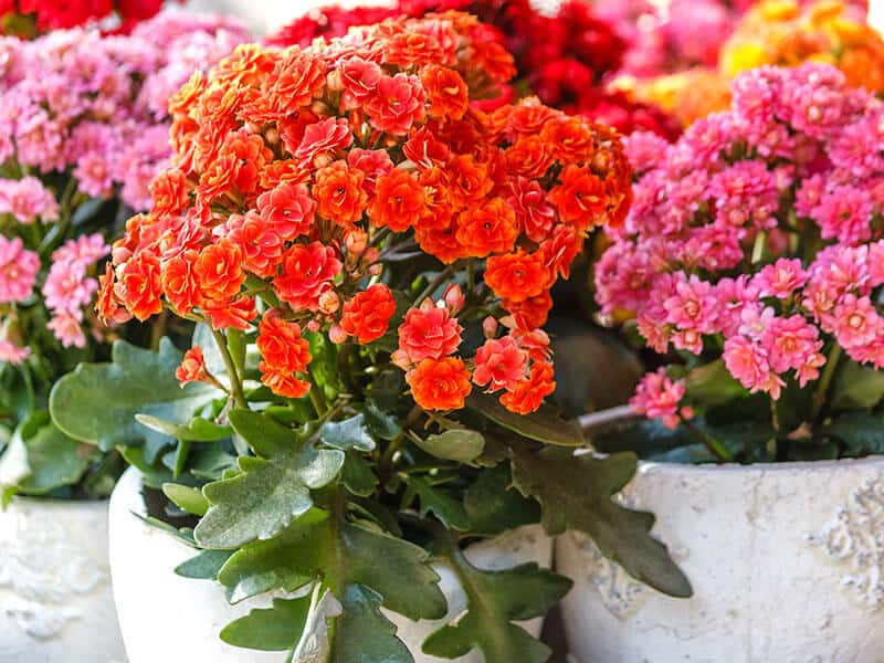 Kalanchoe