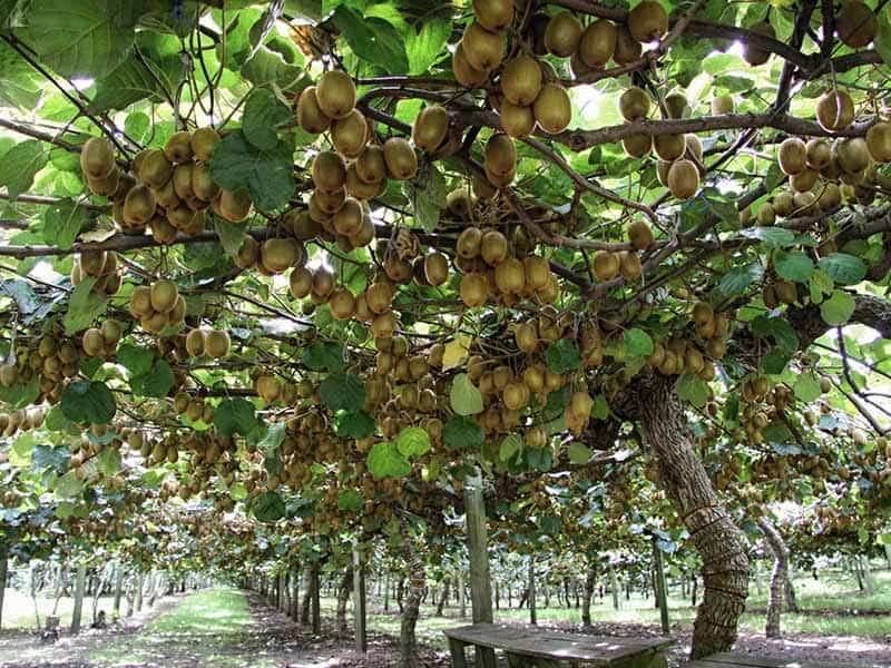 Kiwi Fruit