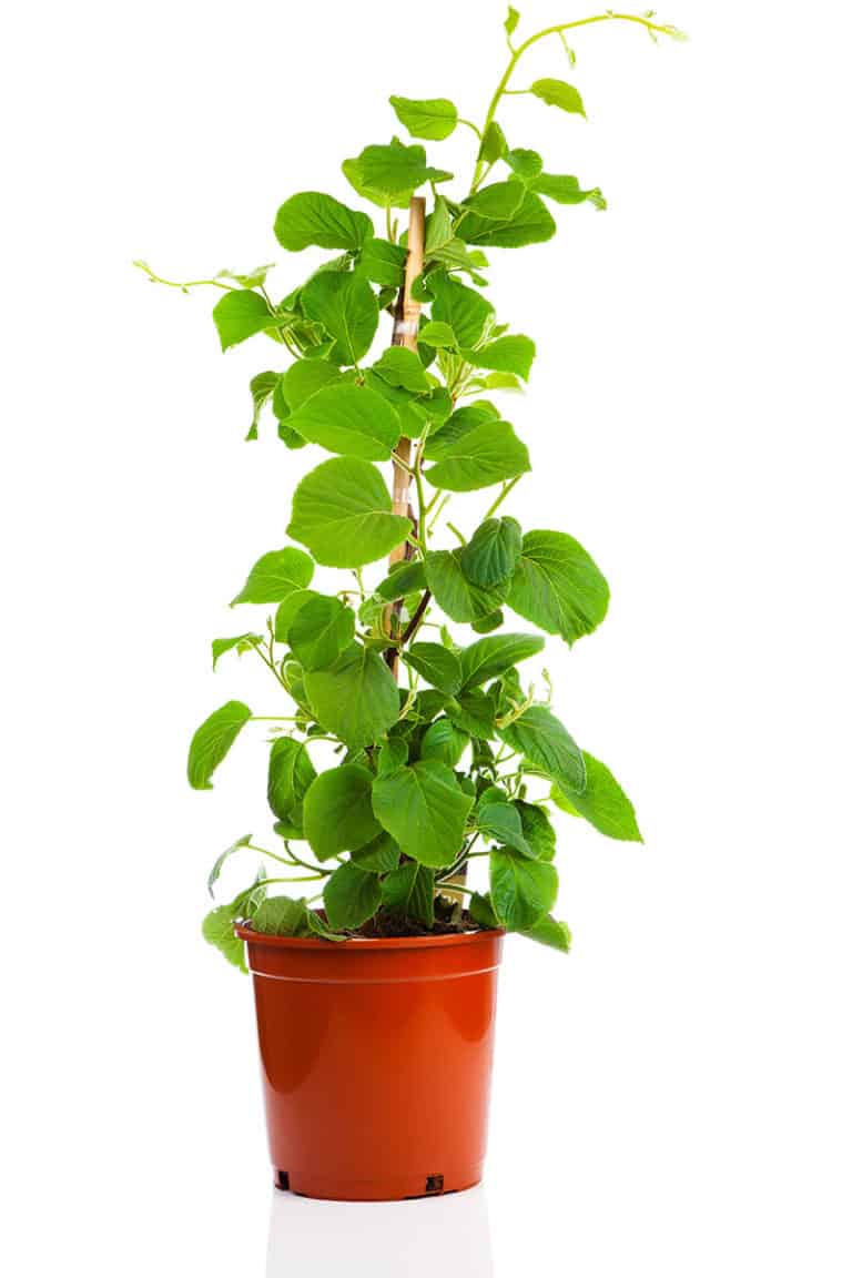 Do Kiwis Grow On Trees FoolProof Guide For Growing Kiwi