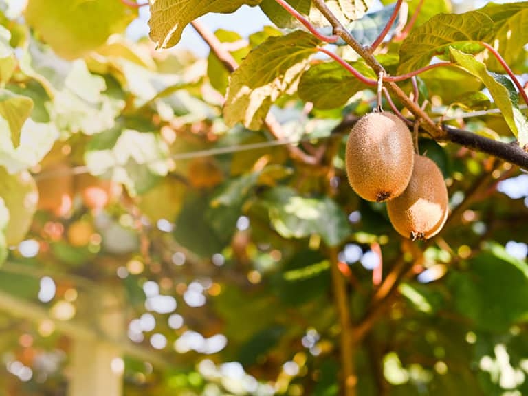 Do Kiwis Grow On Trees FoolProof Guide For Growing Kiwi