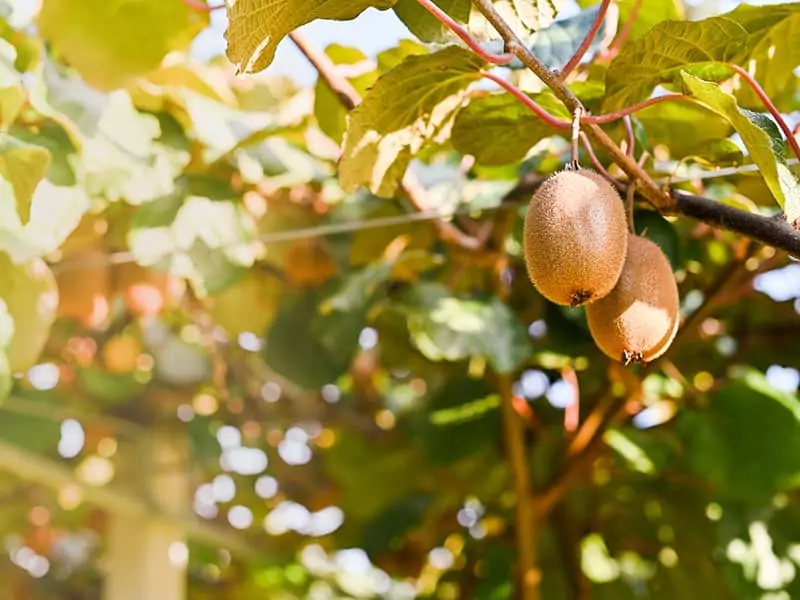 Kiwi Tree Plantation