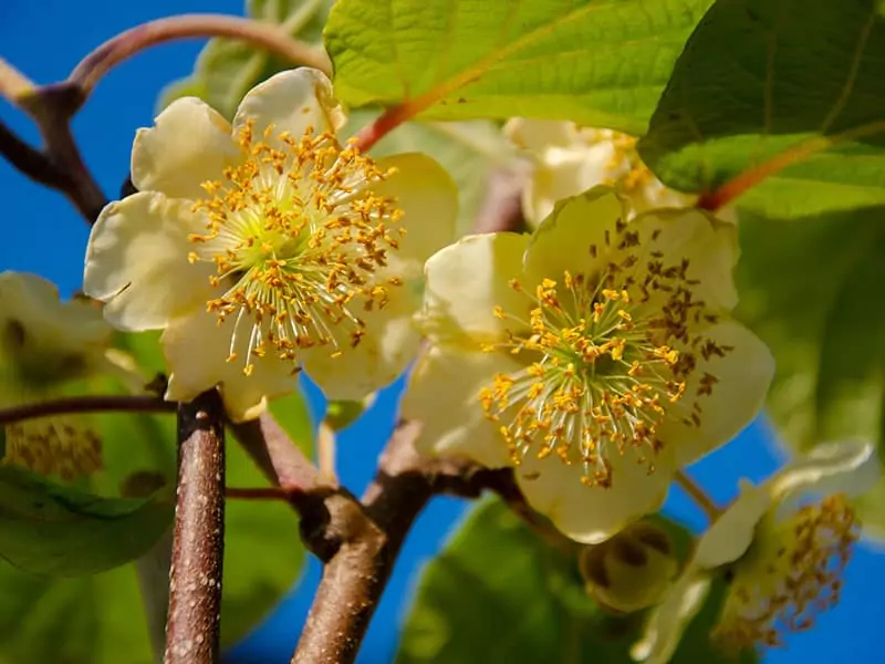 Kiwifruit Female Flower