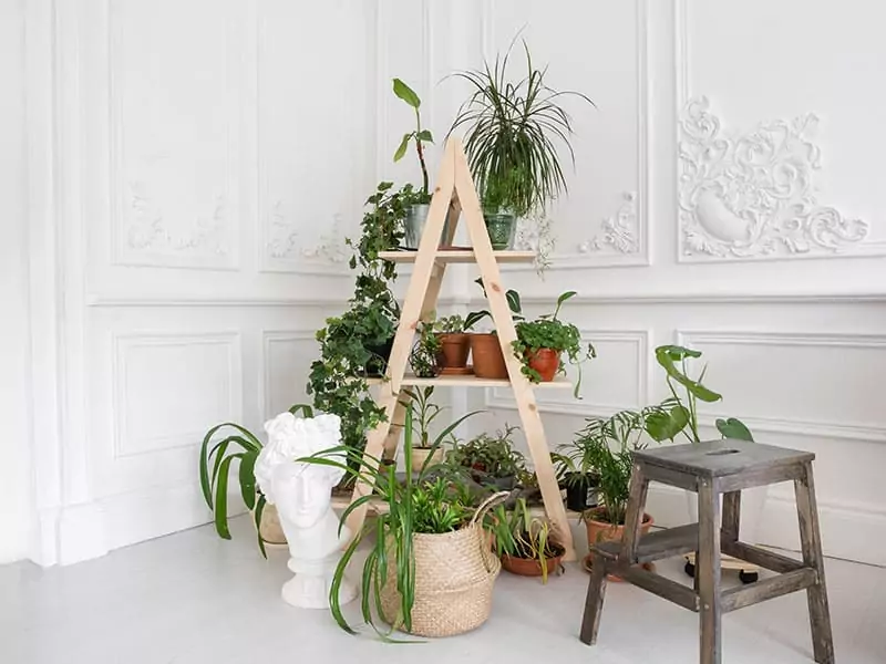 Ladder Plant Hanger