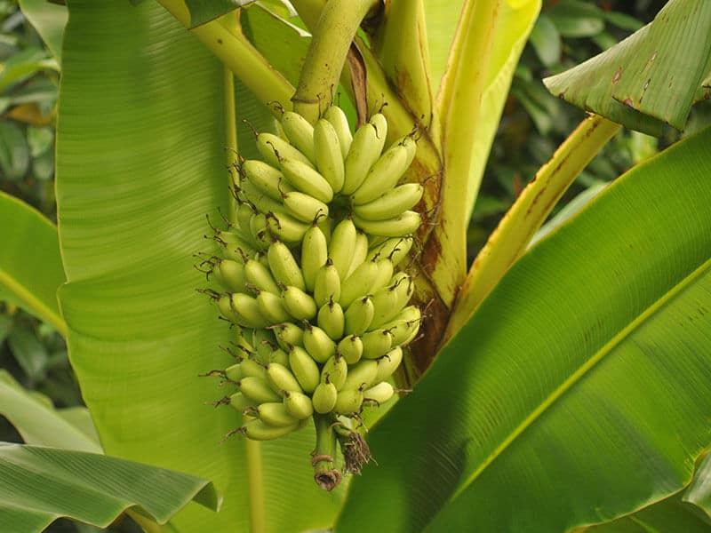 Lady Finger Banana