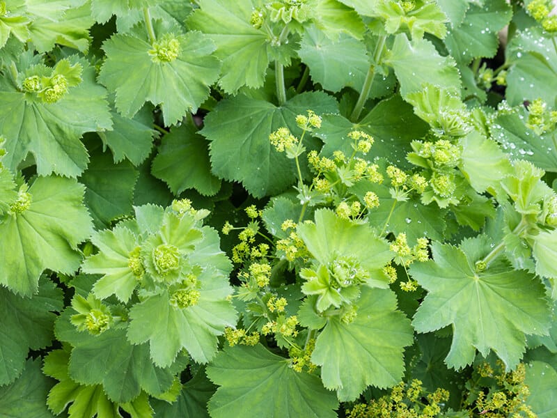 Lady's Mantle