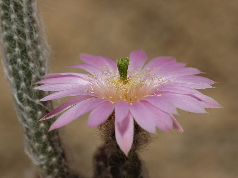 Lamb’s Tail Cactus 