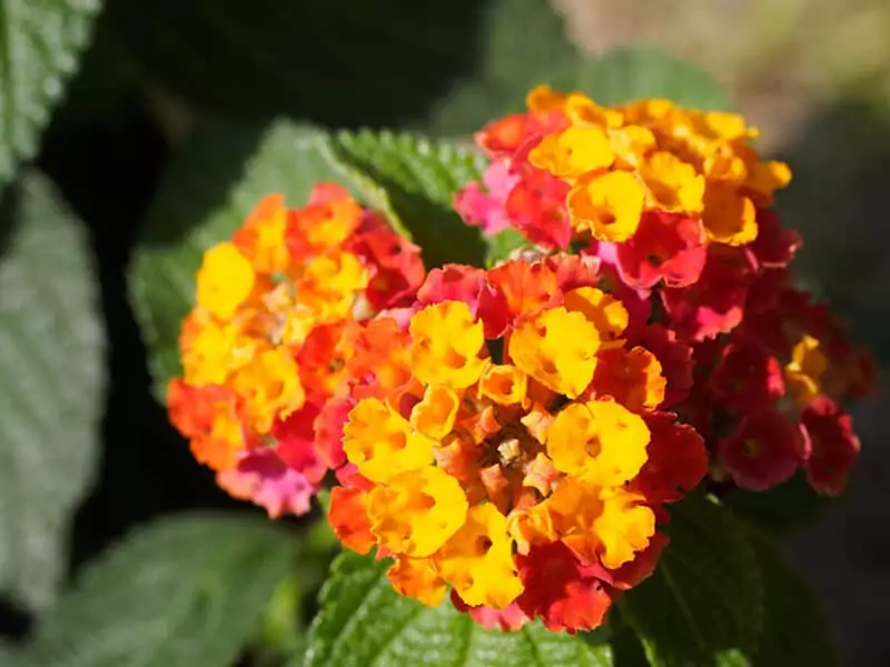 Lantana Flowers