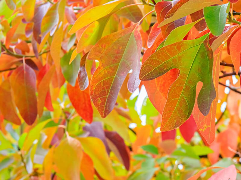 Leaves Sassafras