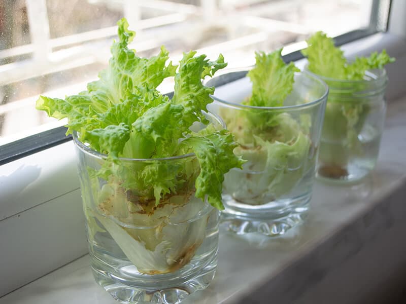 Lettuce in Water