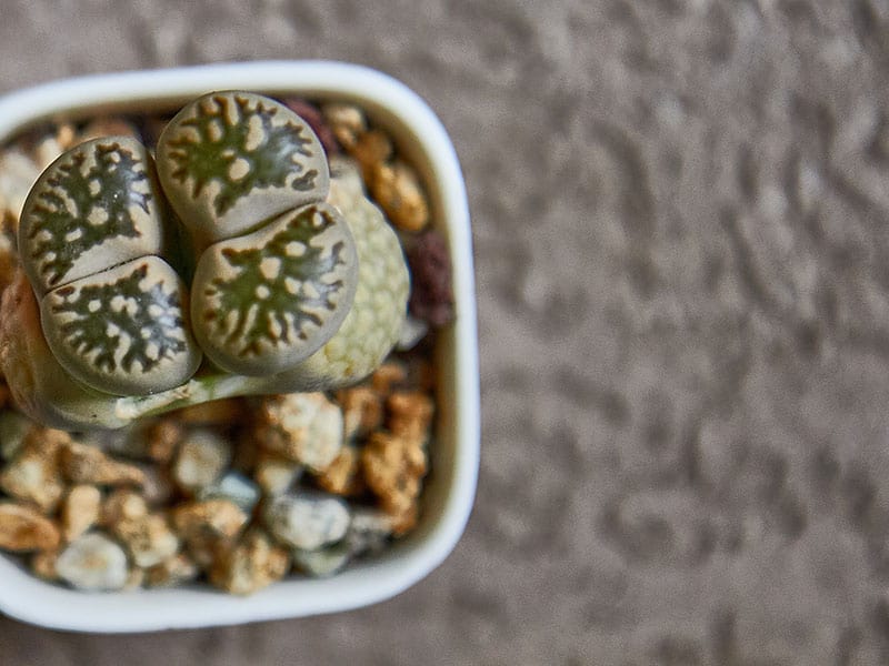 Lithops