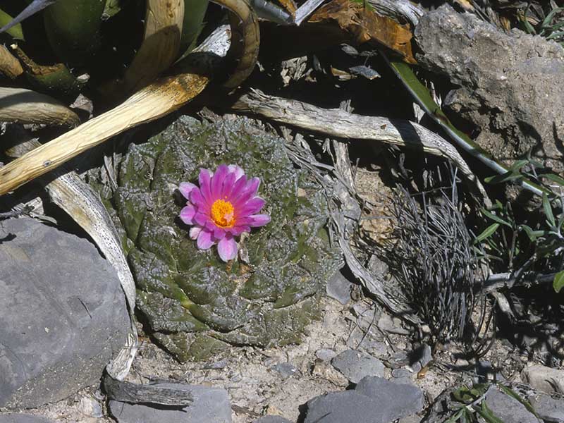 Lophophora Fricii