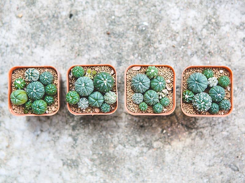 Lophophora Williamsii