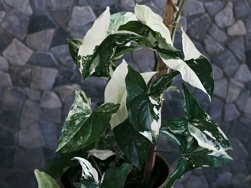 Marble Syngonium