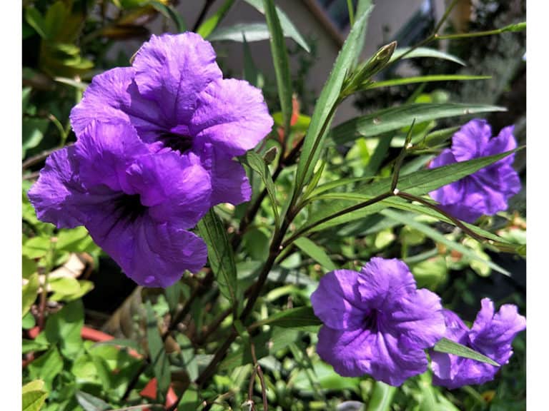 20 Florida Full Sun Plants For Most Beautiful Landscapes