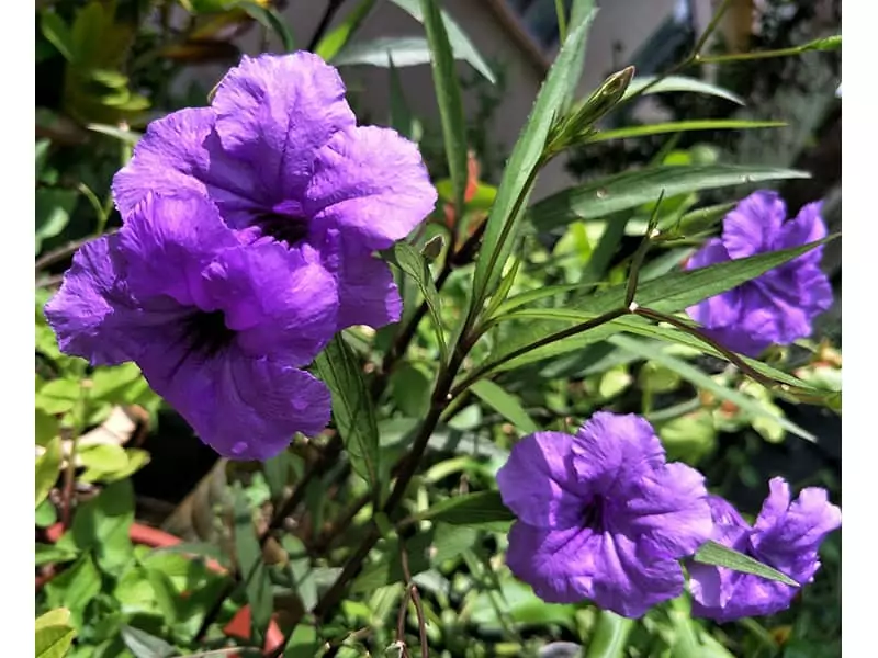 Mexican Petunia