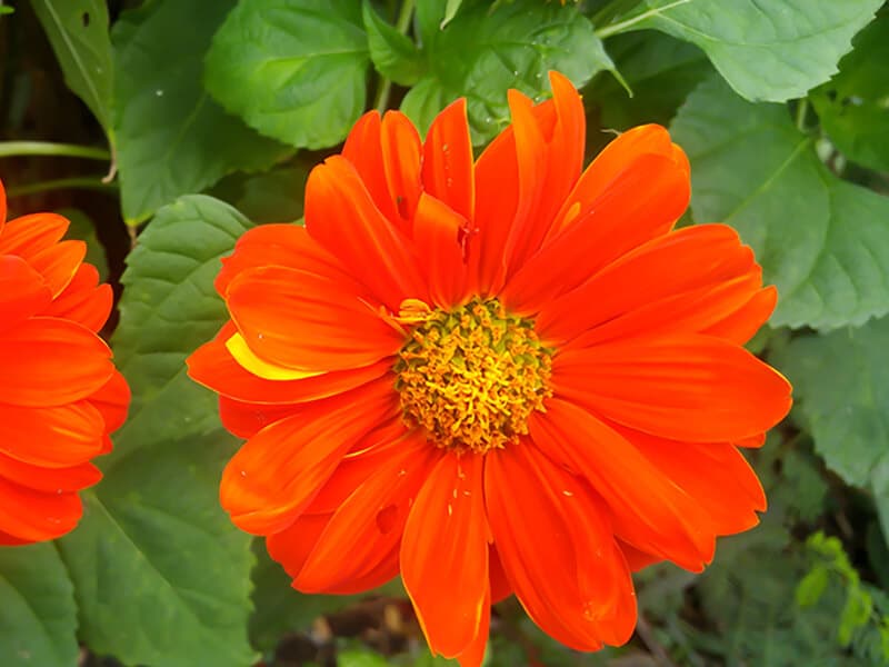 Mexican Sunflower