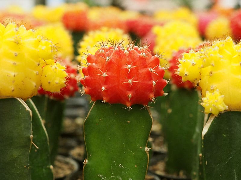 Moon Cactus