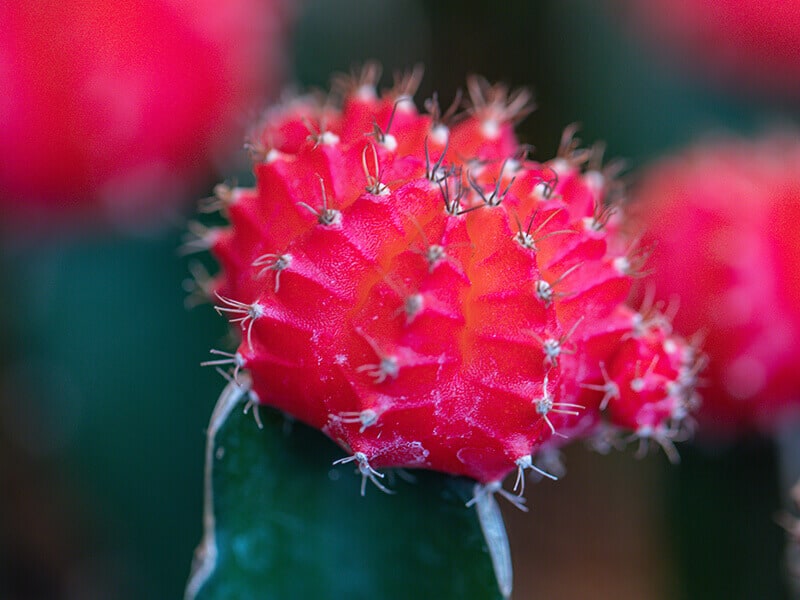 Moon Cactus