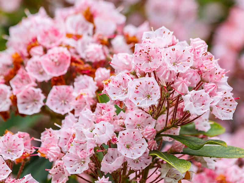 Mountain Laurel