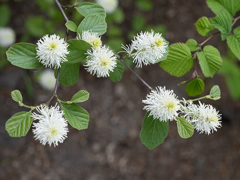 Mountain Witch Alder