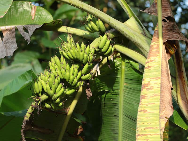 Mysore Banana