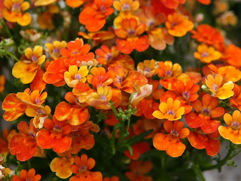 Nemesia Flower