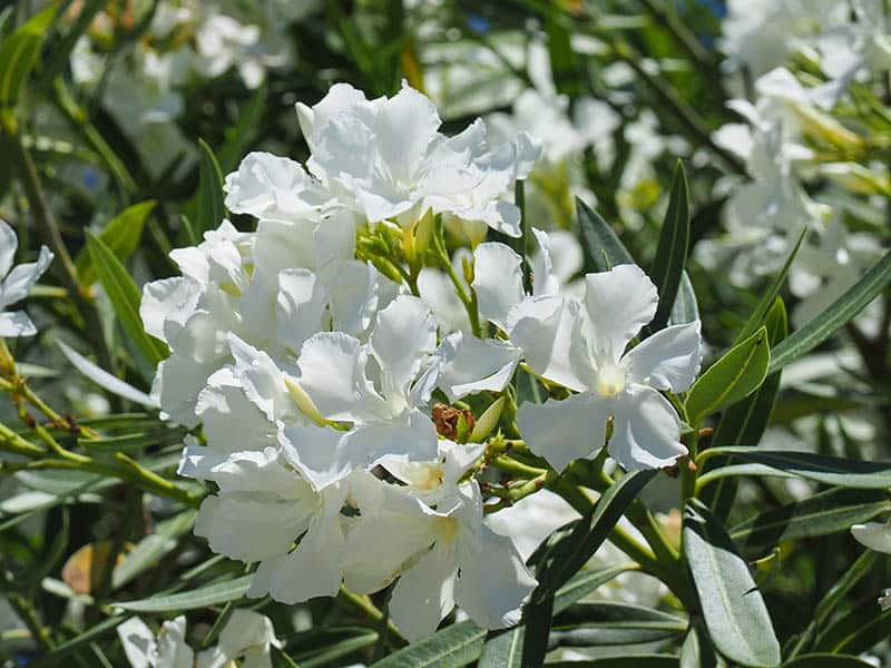 Nerium Oleander Toulouse
