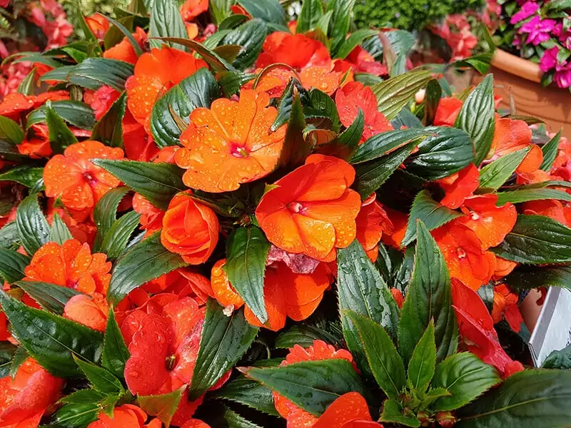 New Guinea Impatiens