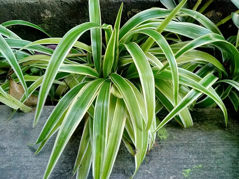 Ocean Spider Plant