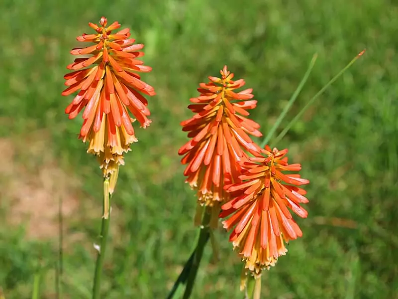 Orange Aloe Vera