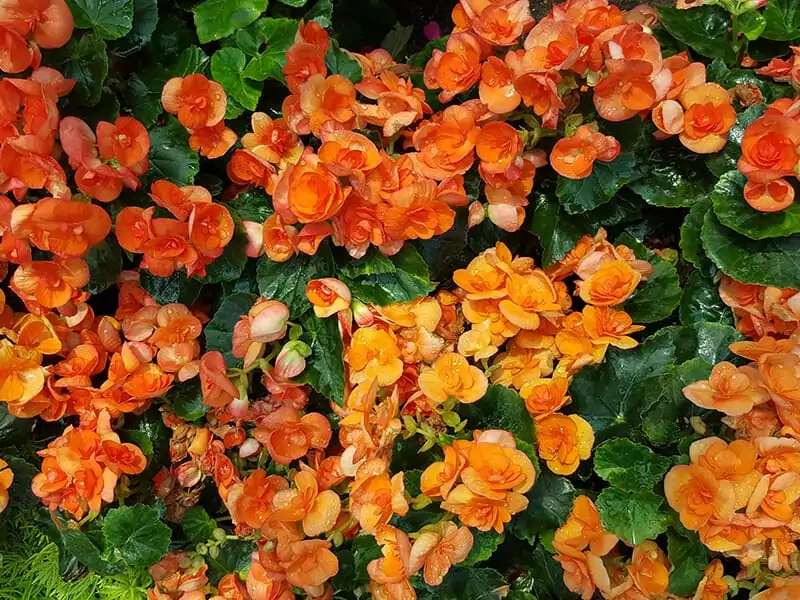 Orange Begonia