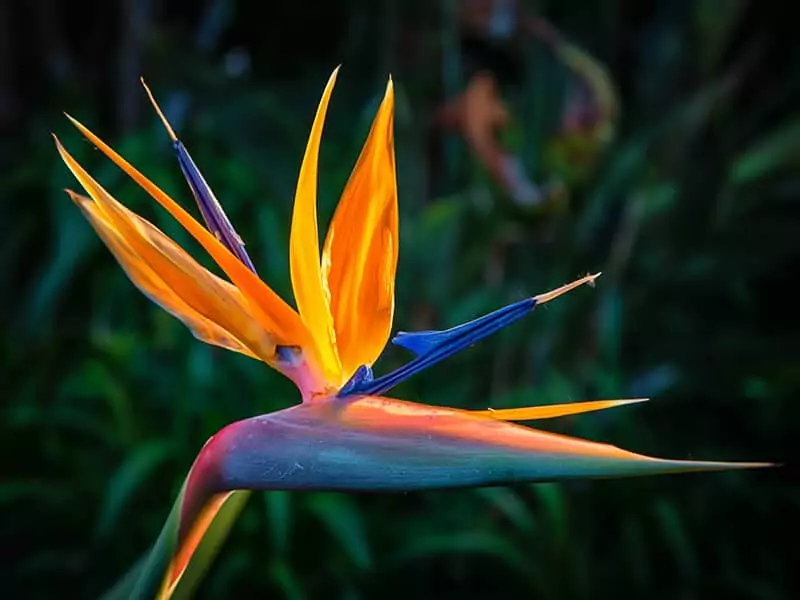 Orange Bird Of Paradise