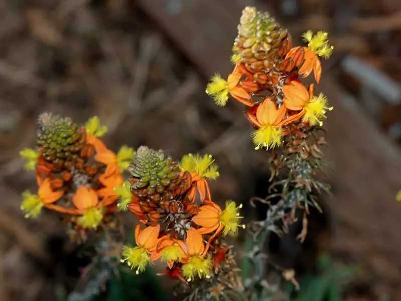 Orange Bulbine