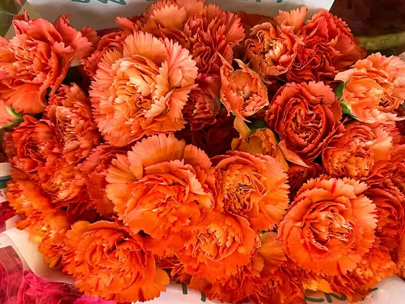 Orange Carnation