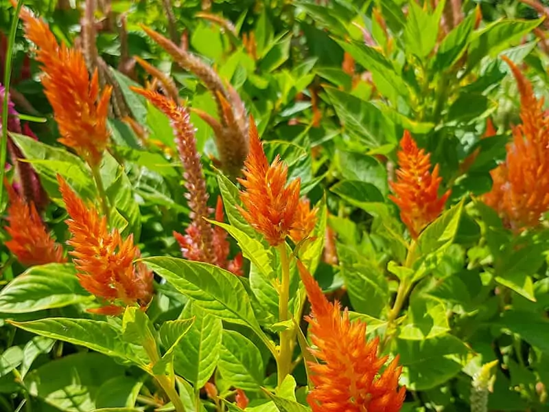 Orange Cockscomb