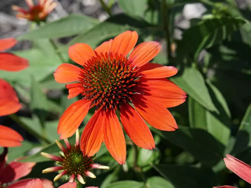 Orange Coneflower