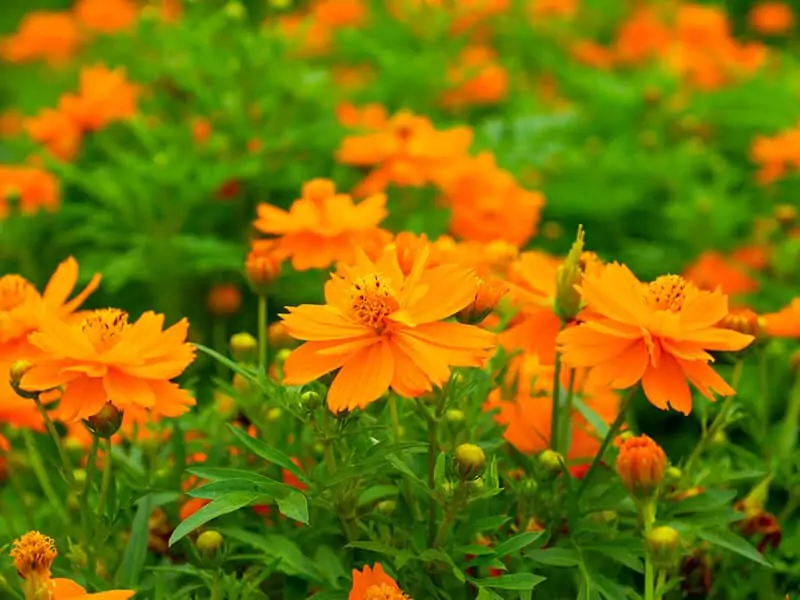 Orange Cosmos