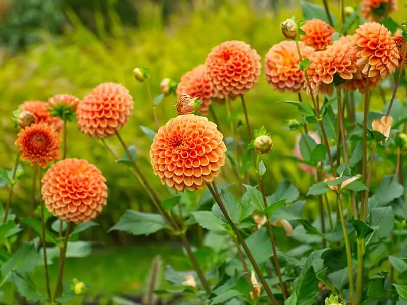 Orange Dahlia