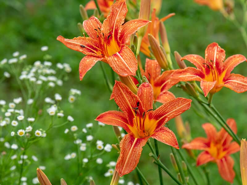 Orange Daylily