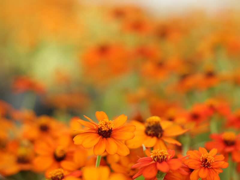 Orange Flowers