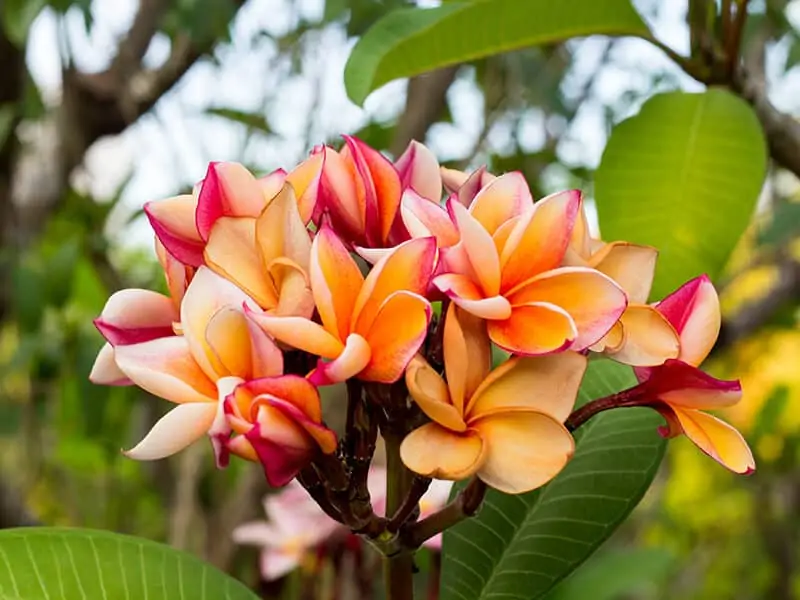 Orange Frangipani