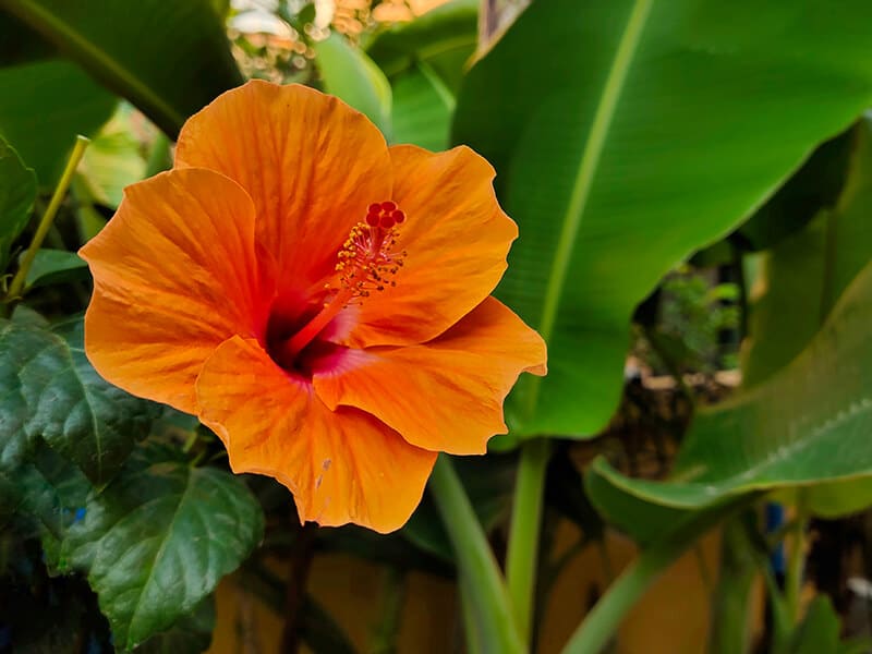 Orange Hibiscus