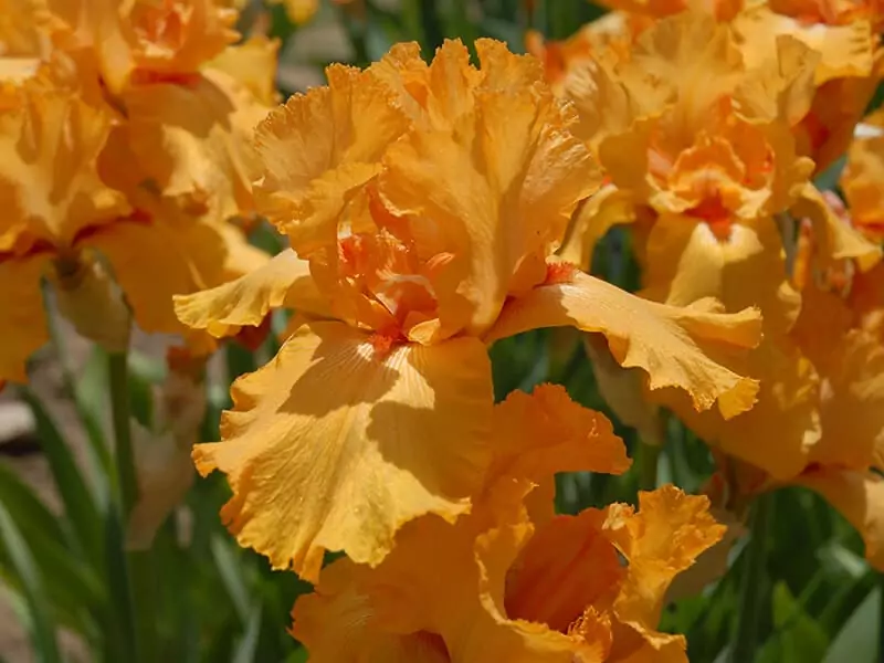 Orange Iris